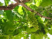 Grapes