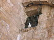 Dove on the Western Wall of the Temple Mount