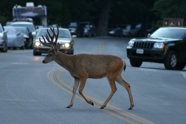 Deer Stops Traffic