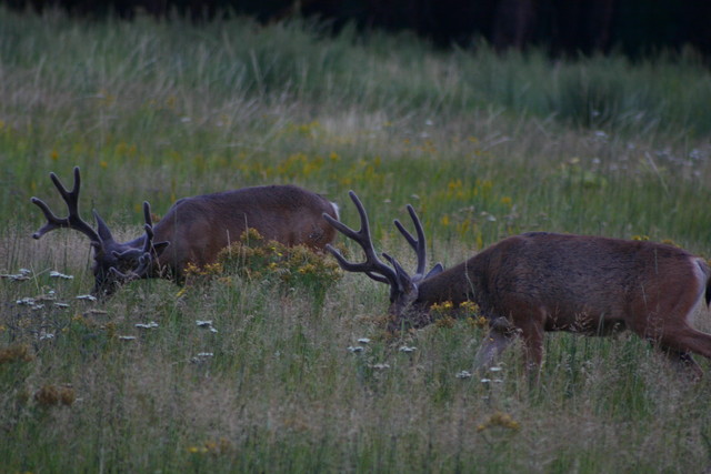 Deer in Meadow