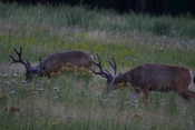 Deer in Meadow