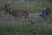 Deer in Meadow