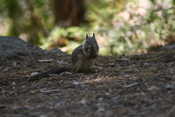 Squirrel at our campsite