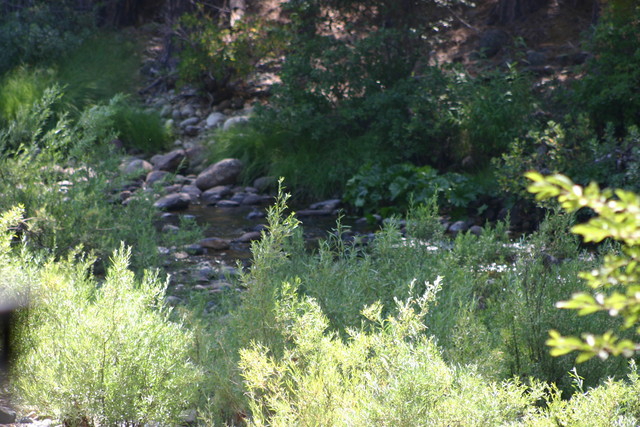 View of creek from our Wawona campsite