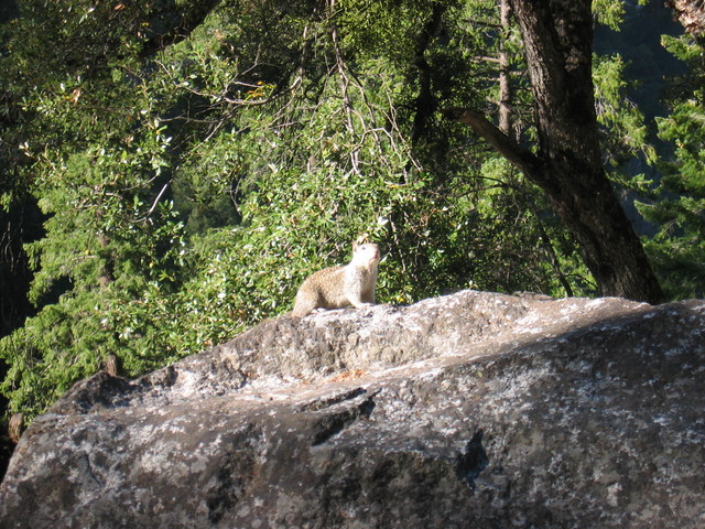 Friendly Squirrel