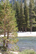 Tenaya Lake at Tuolumne