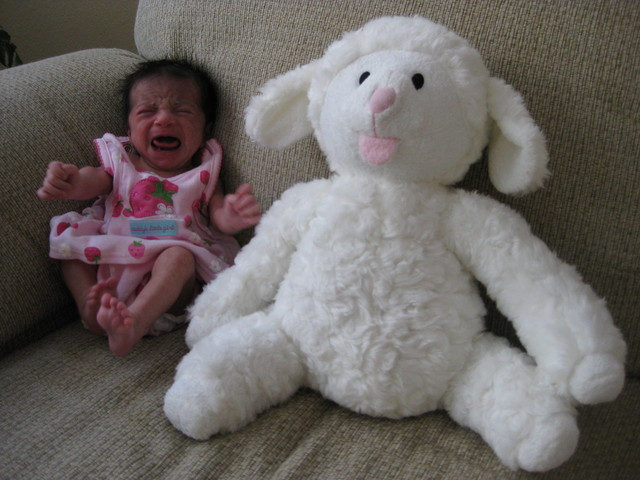 2 Weeks Old (Aug 12, '09) - She hasn't quite made friends with the lamb yet!