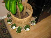 Plant Favors