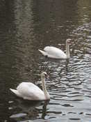 Swans