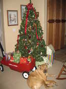 The tree & gifts on Xmas Eve