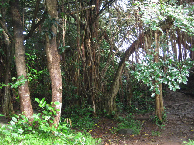 Road to Hana: Cool trees at Twin Falls