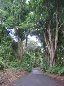 Road to Hana