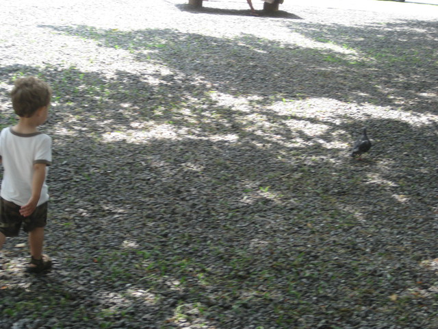 Banyan Tree Park: Preston chasing a bird