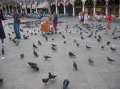 Pigeons