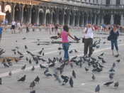 More Pigeons