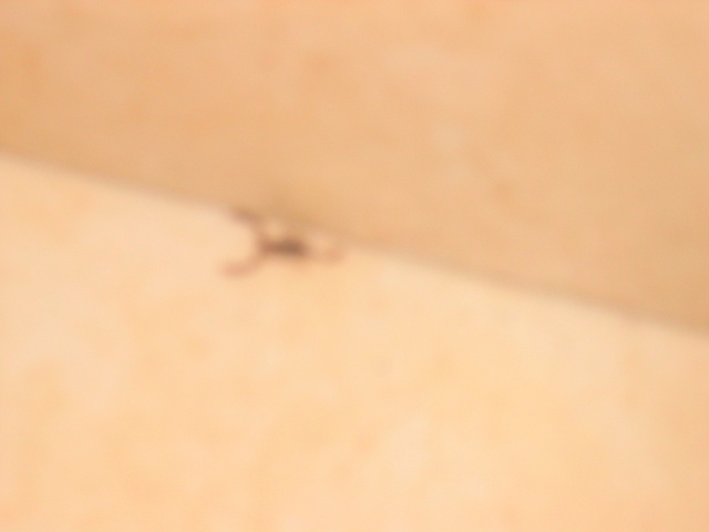 Scorpion in our room