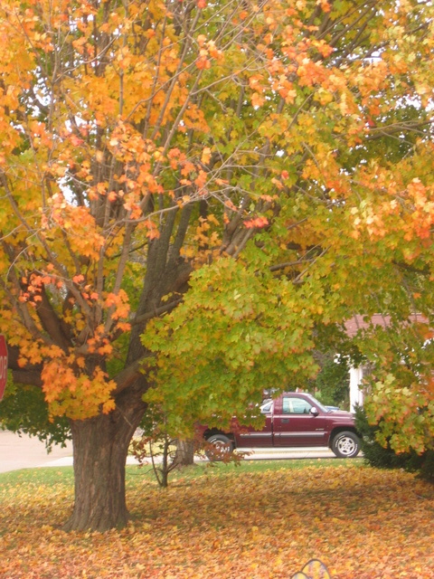 Beautiful Oak