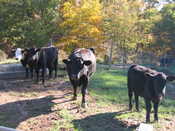 Elda's Cows 1