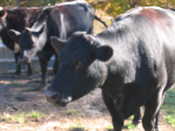Elda's Cows 2
