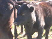 Elda's Cows 4