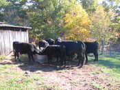 Elda's Cows 5