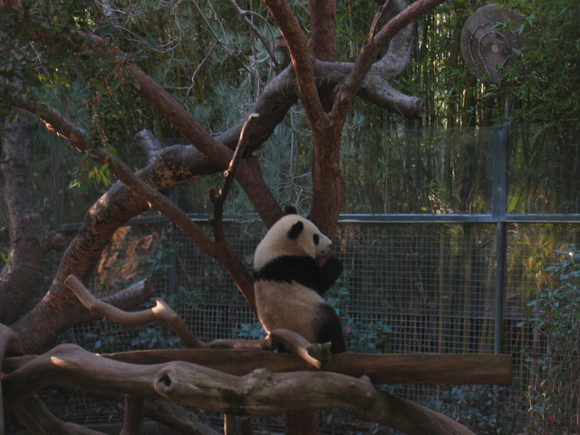 Panda 1