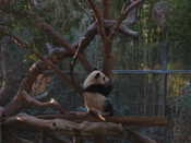 Panda 1