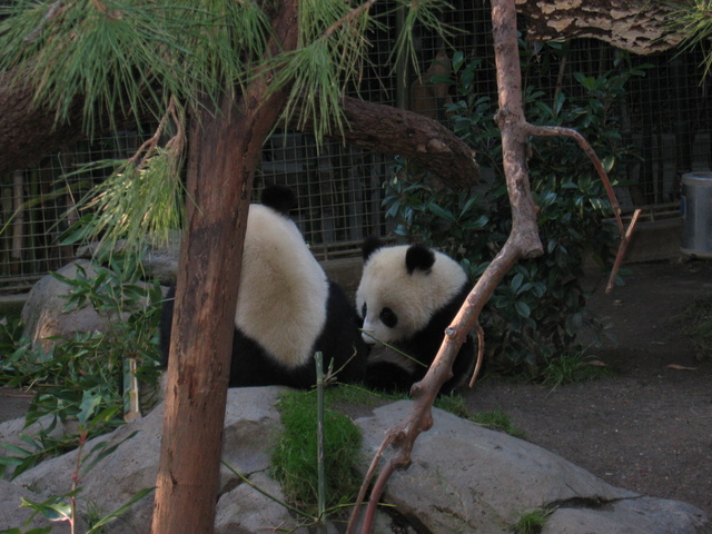 Panda 2