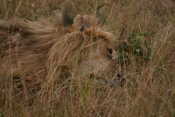 Sleeping Male Lion