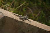 Female Agama Lizard