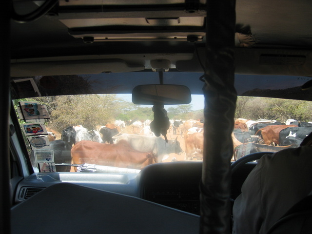 Cattle in the Road