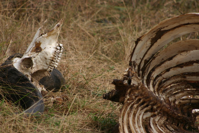 Buffalo Bones