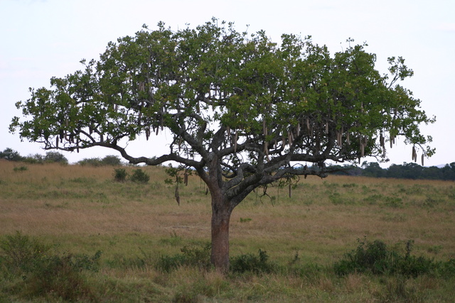 Sausage Tree