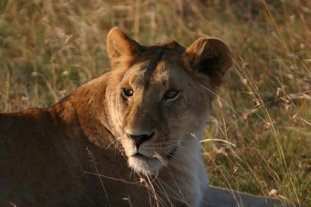 Lioness