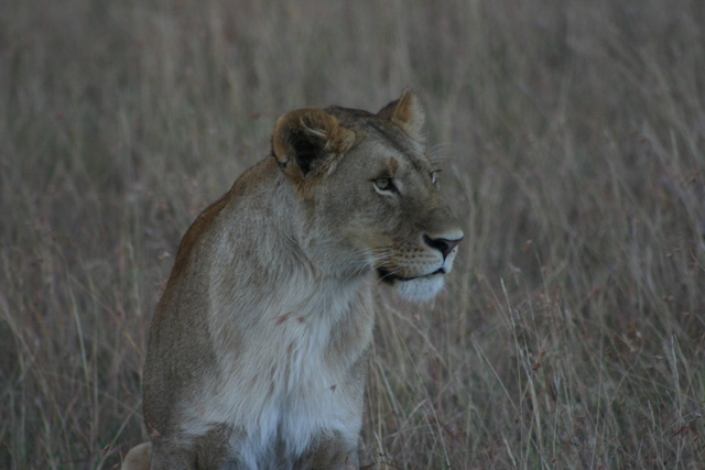 Lioness