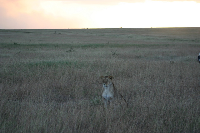 Female Lion