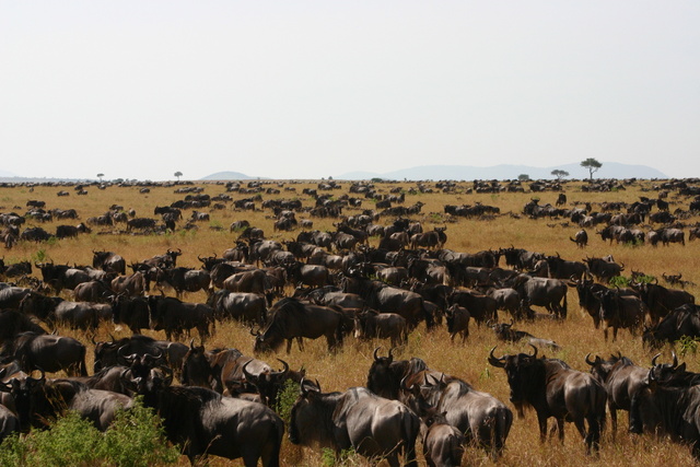 Wildebeest