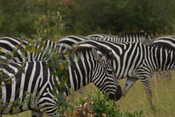 Zebras