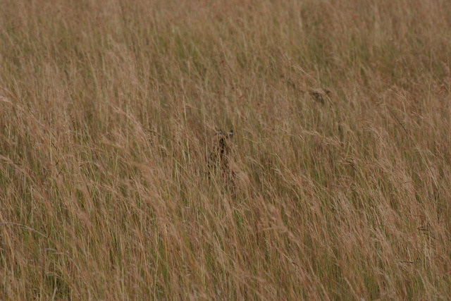 Serval Cat