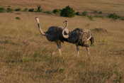 Two Female Ostriches
