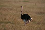 Male Ostrich