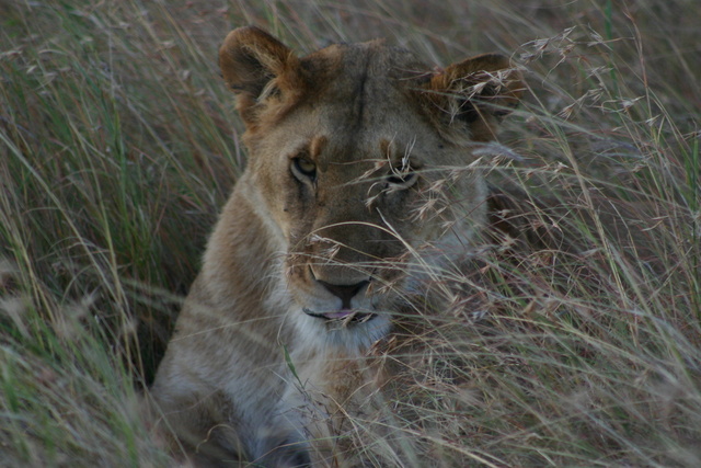 Lioness