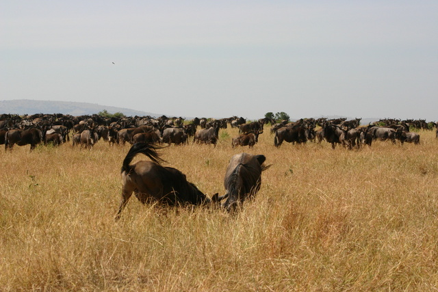 2 Wildebeest Fightig