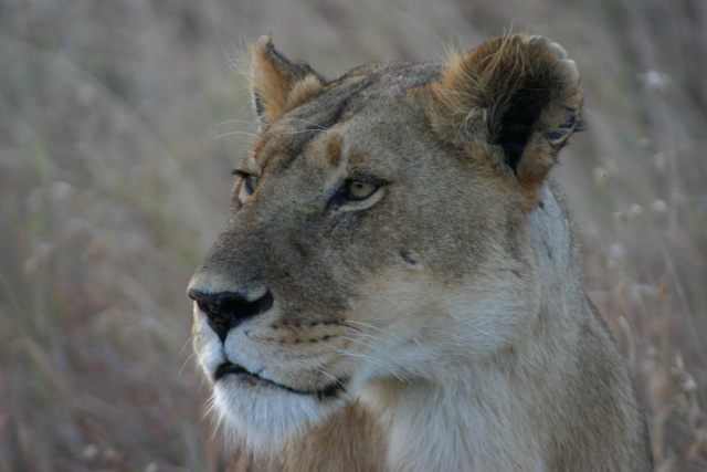 Lioness