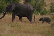 Mom & Baby Elephant