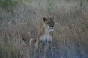 Lioness