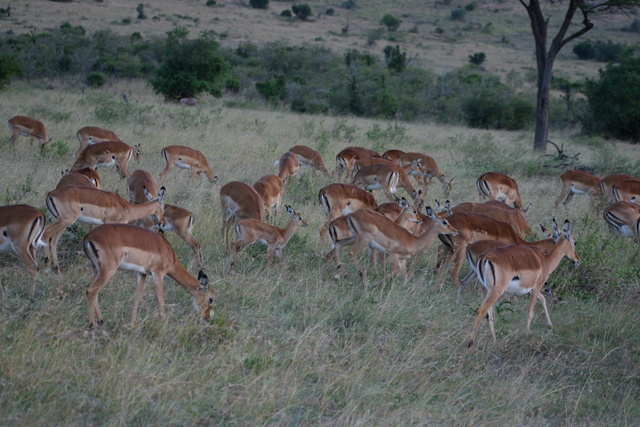 Female Impalas