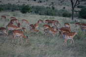 Female Impalas