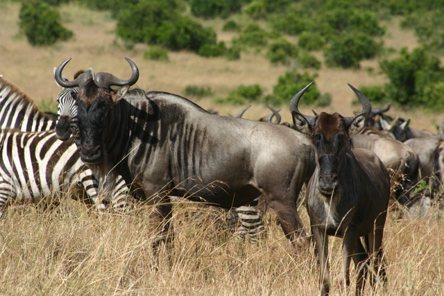 Wildebeest