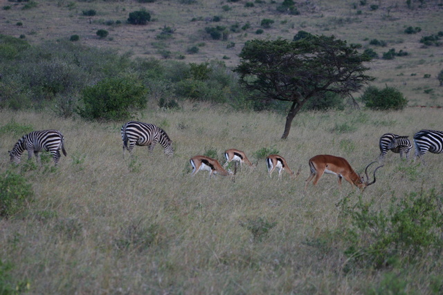 Zebra, Thomson Gazelle, Impala